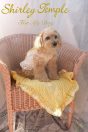 Shirley Temple for My Dog<br>Photographer_島添博子<br>Dog Model_LEROY